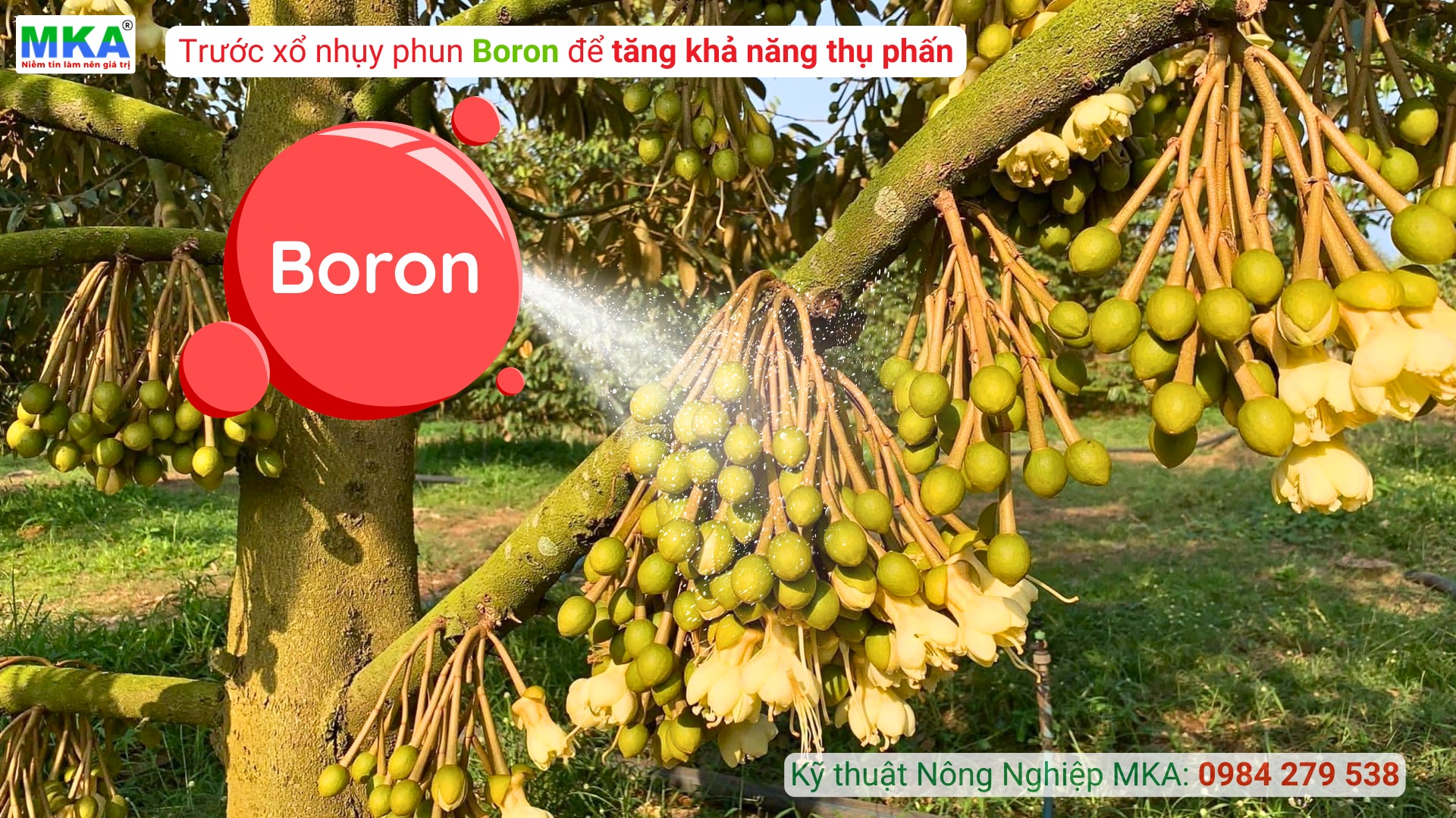 Phun Bo trước xổ nhụy để tăng khả năng thụ phấn